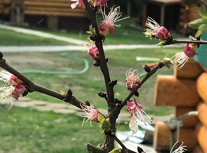 Rezort Dum A Dum Zivohost